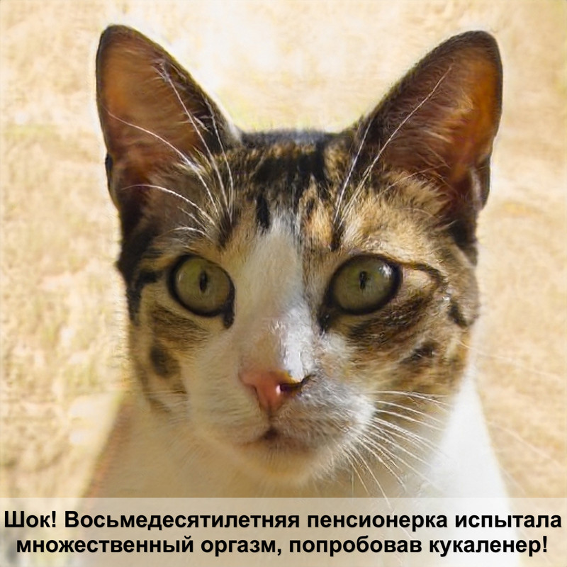 сколько котят рожает шотландская кошка