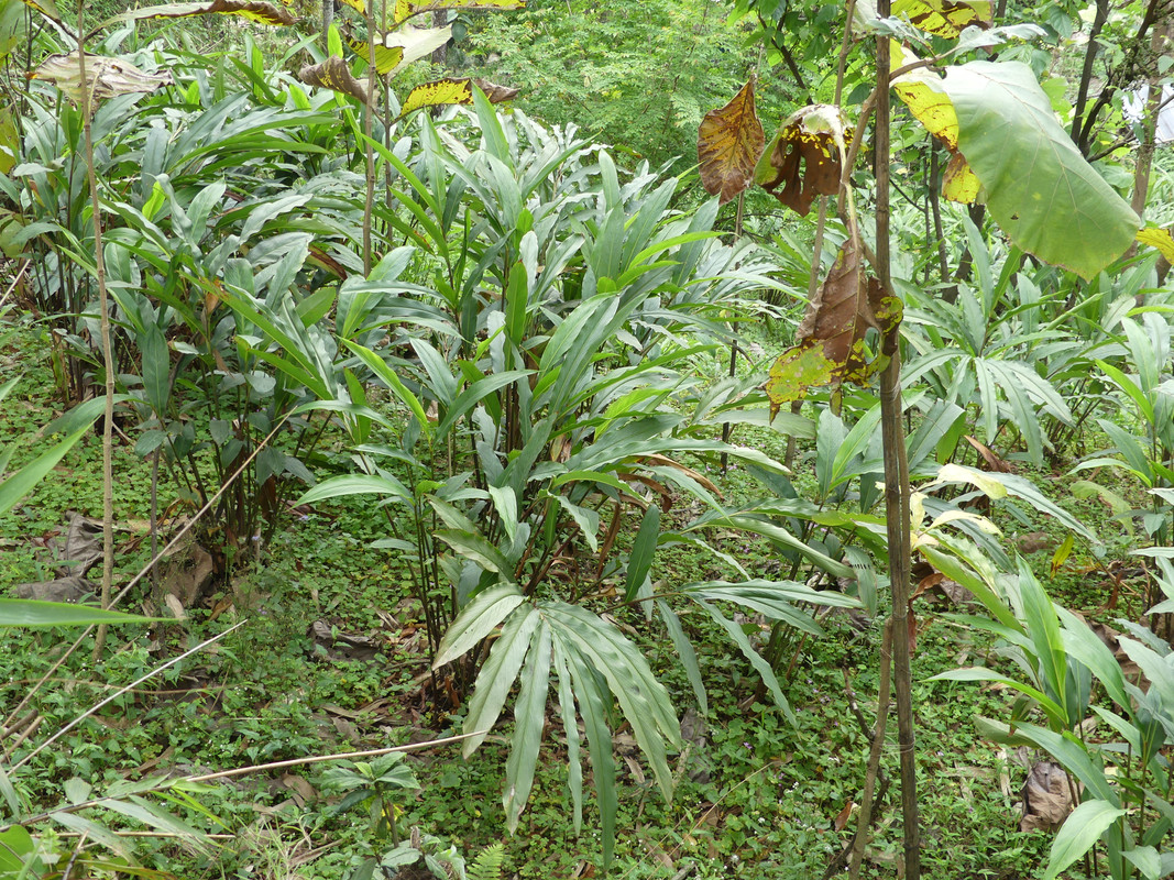 Black Cardamom Plant