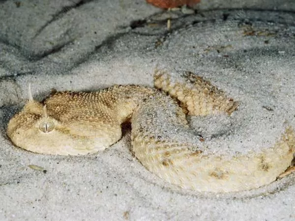 [Image: bizarre-snakes-10794-3-1706460272.webp]