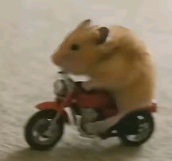 IMG 1468