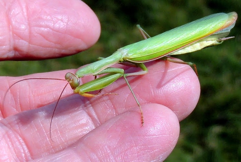 Praying Mantises - 24hourcampfire