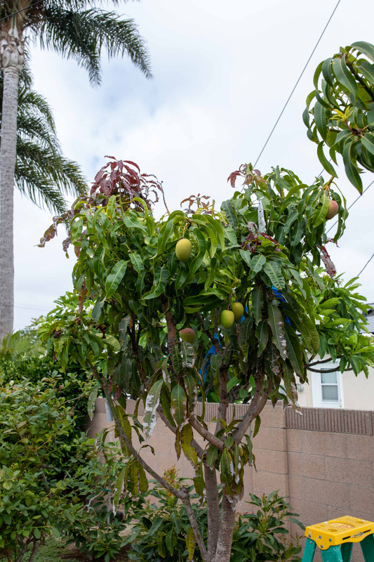8U1A1782  Manila Mango Seedling Tree #1 with Grafts & Fruit (7-12-2022)