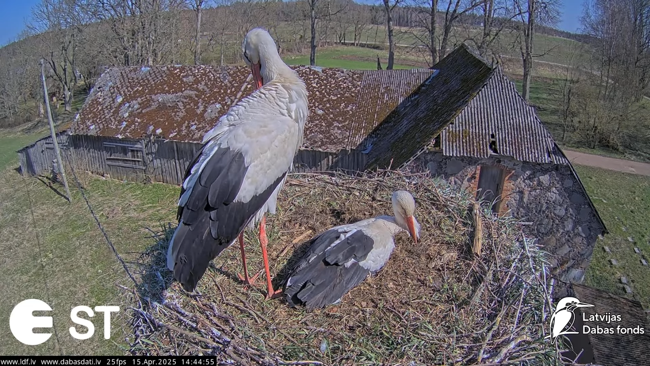 (16) Baltie stārķi (Ciconia ciconia) Tukuma novadā __ White storks in Tukums, Latvia - YouTube - 531