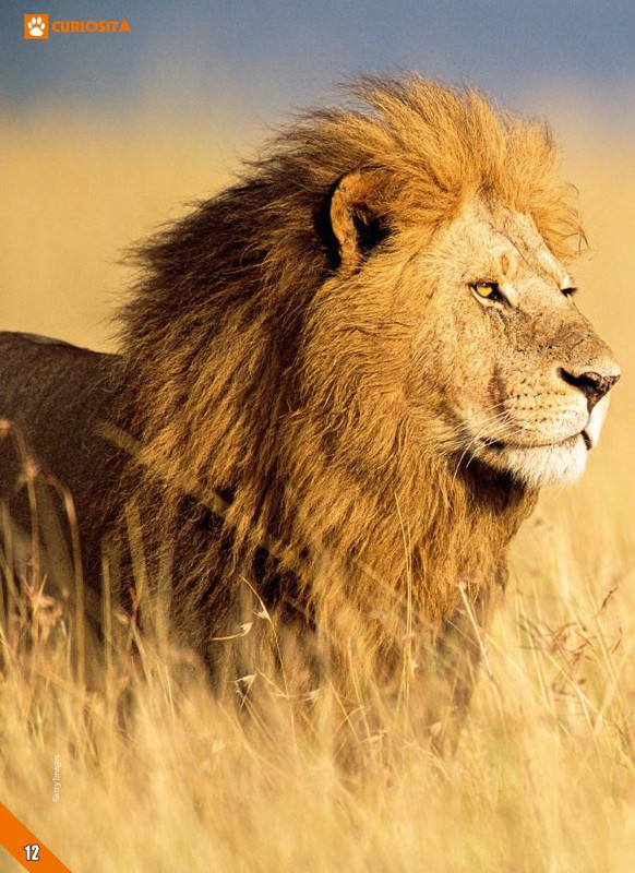 Foc Wil - Ott 2023 (1)