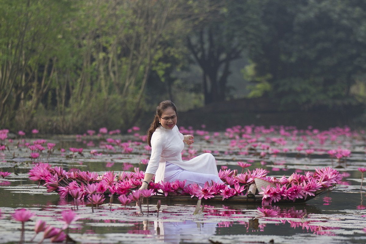 pink-lotuses-6363258-1280.jpg
