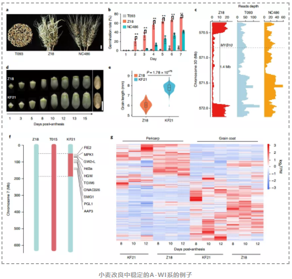 将节节麦基因组导入小麦作为谷物改良的基础-6.png