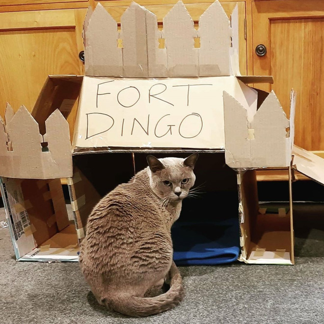 cat-forts10.jpg