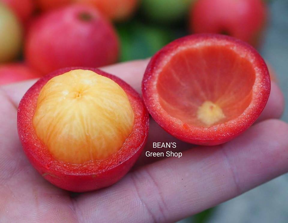 Garcinia-Forbesii-01(1)