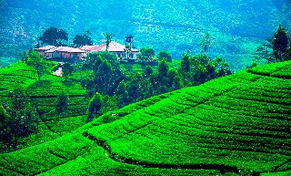  Thơ hoạ Nguyễn Thành Sáng & Tam Muội (1924) Sri-Lanka-Scenery-Fields-Houses-Hill-Trees-540784-1280x853