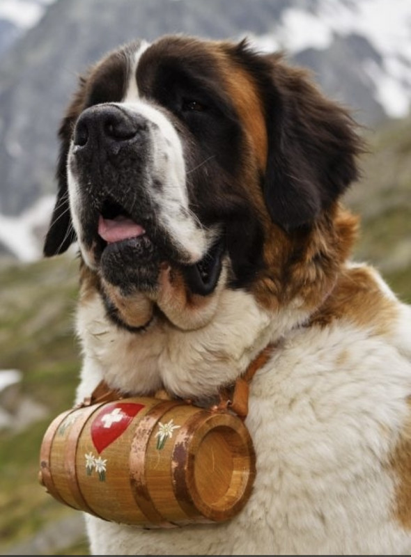 Dogs with that mini whisky barrel collar 24hourcampfire
