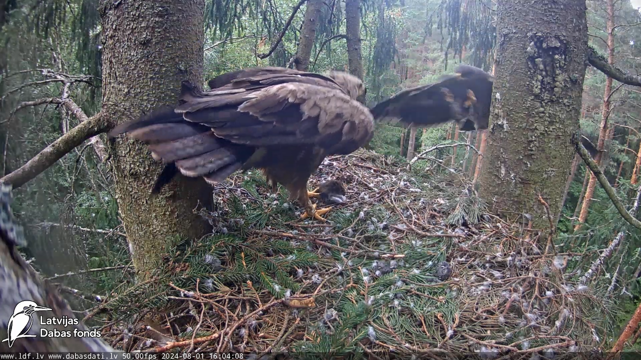 Mazais ērglis (Clanga pomarina), ligzda eglē __ Lesser spotted eagle in spruce, Zemgale, Latvia 17-4
