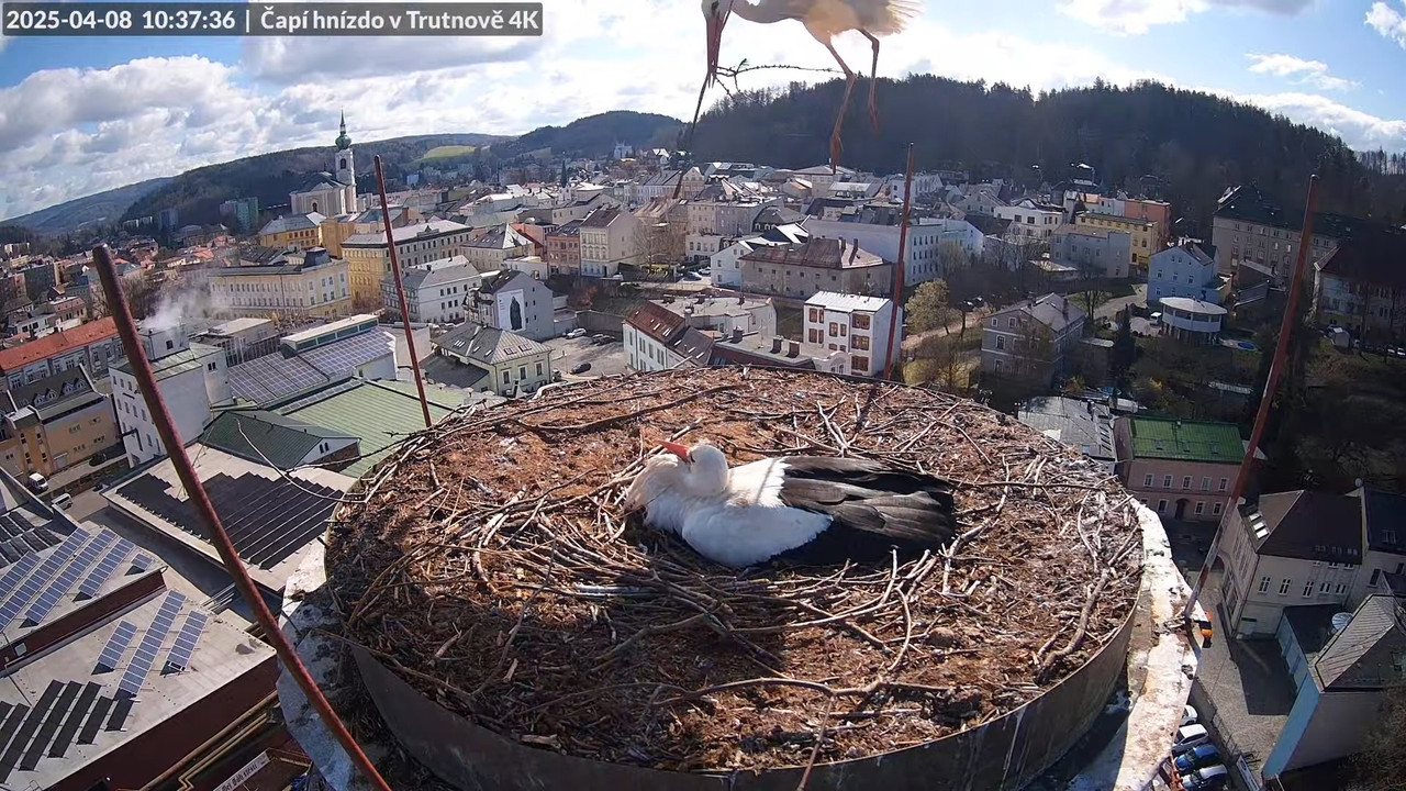 Tiešraidē no stārķa ligzdas uz alus darītavas skursteņa Trutnovā 12-23-31 screenshot (1)
