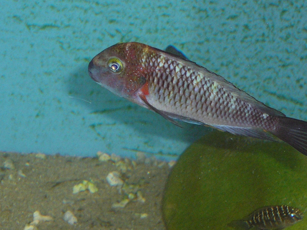 tropheus moorii zongwe (3)
