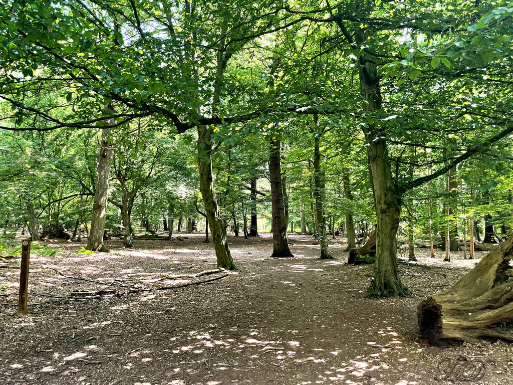 wood-copse-2-HD.jpg