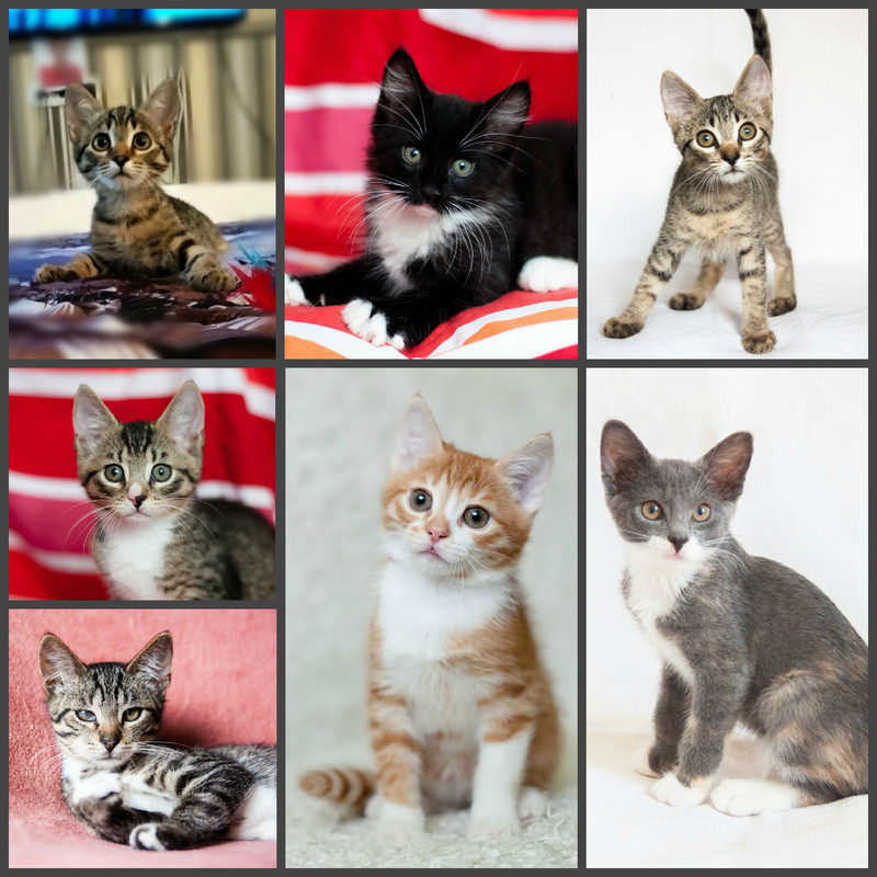 новый коллаж3