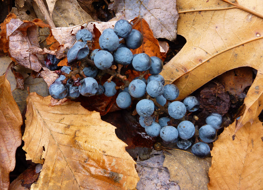 2010-11-20 7 Ruffed Grouse