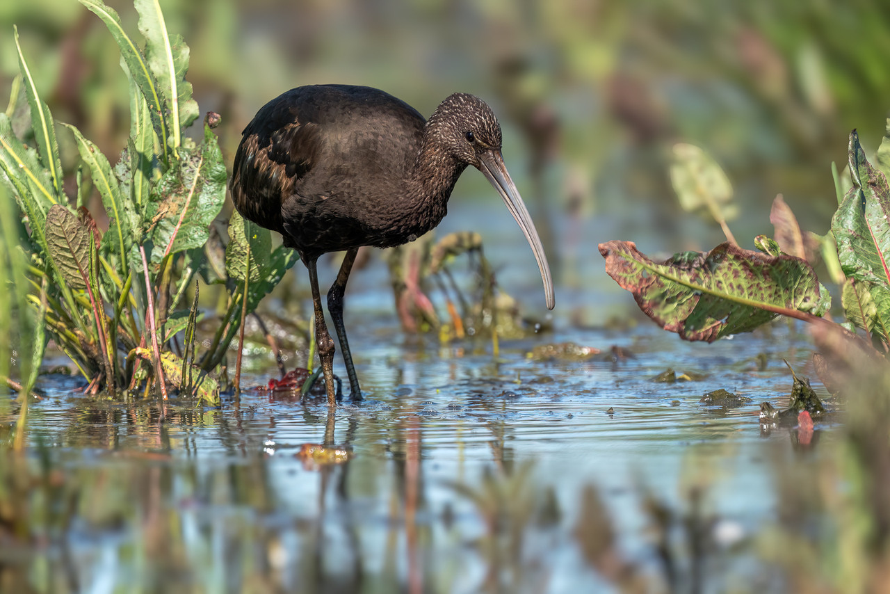 Zwarte Ibis, Onnerpolder