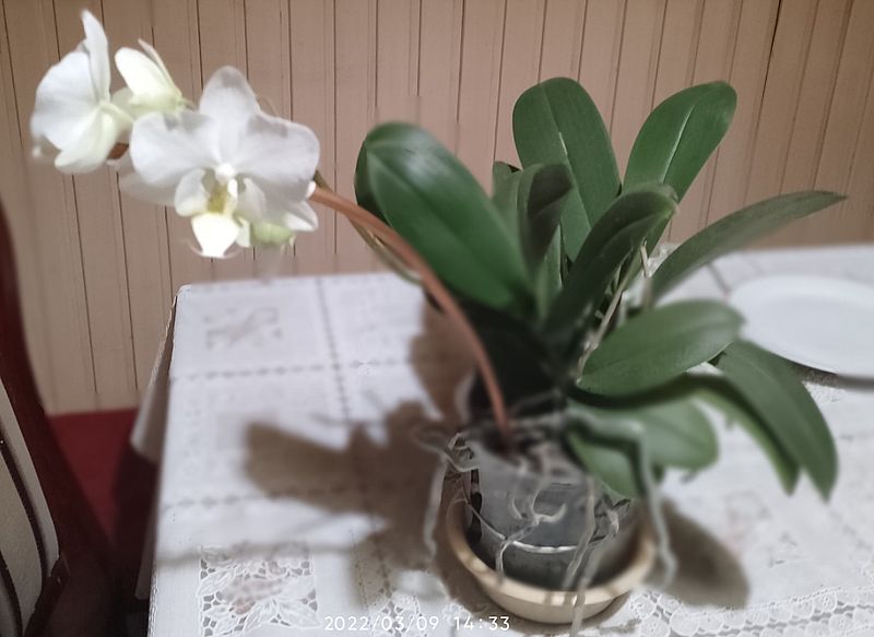 https://i.postimg.cc/d0HgH4G1/orchidea-kek-2021-2022-re.jpg