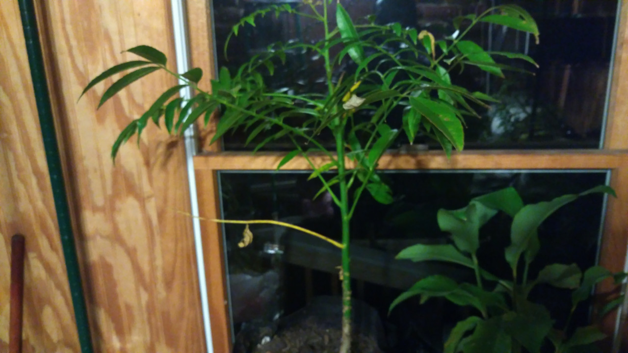 WP_20171102_18_56_33_Pro