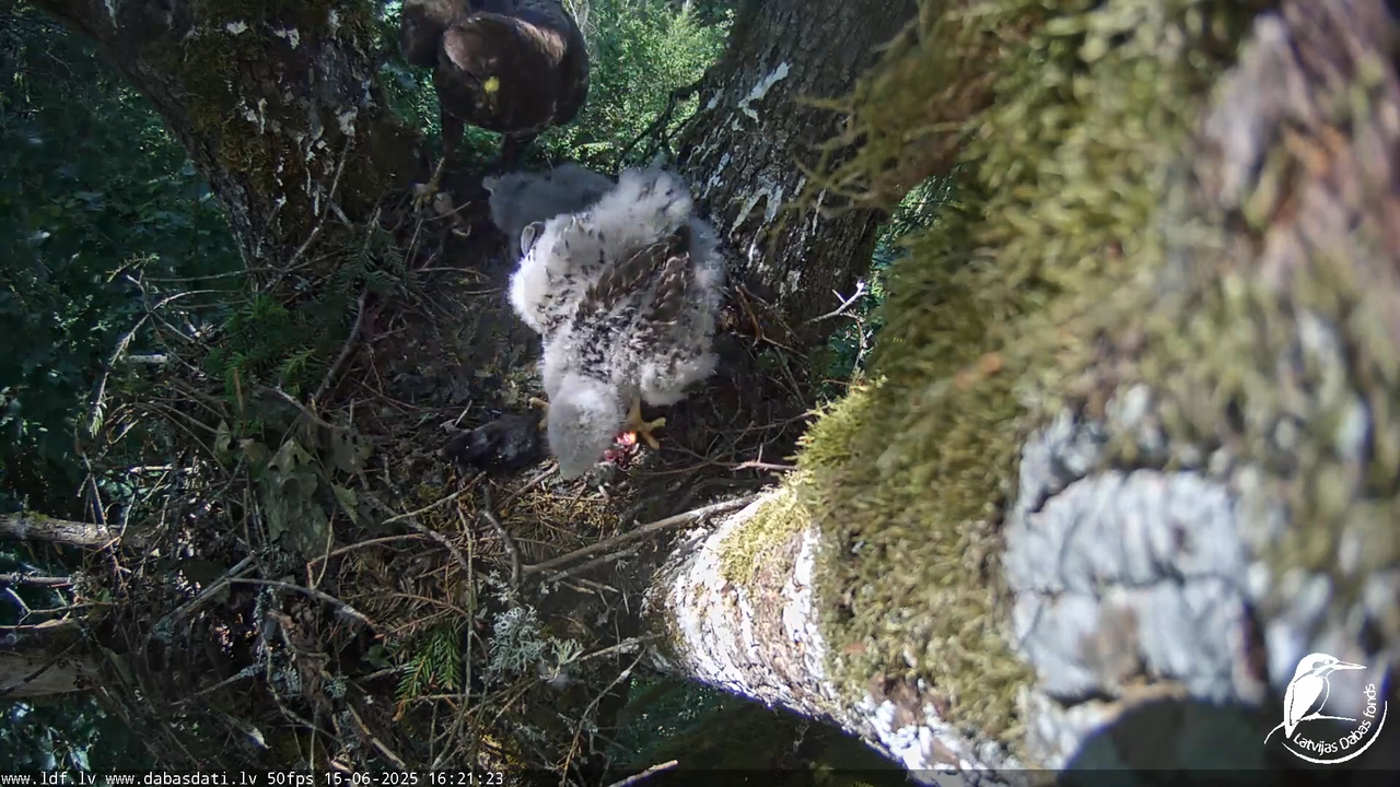 Melnās klijas (Milvus migrans) Kurzemē_ peļu klijāni (Buteo buteo) 14-27-54 screenshot