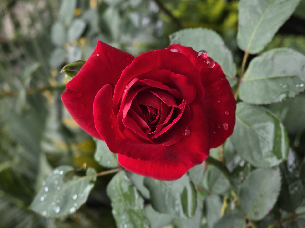 user102127 d429e2c60f51