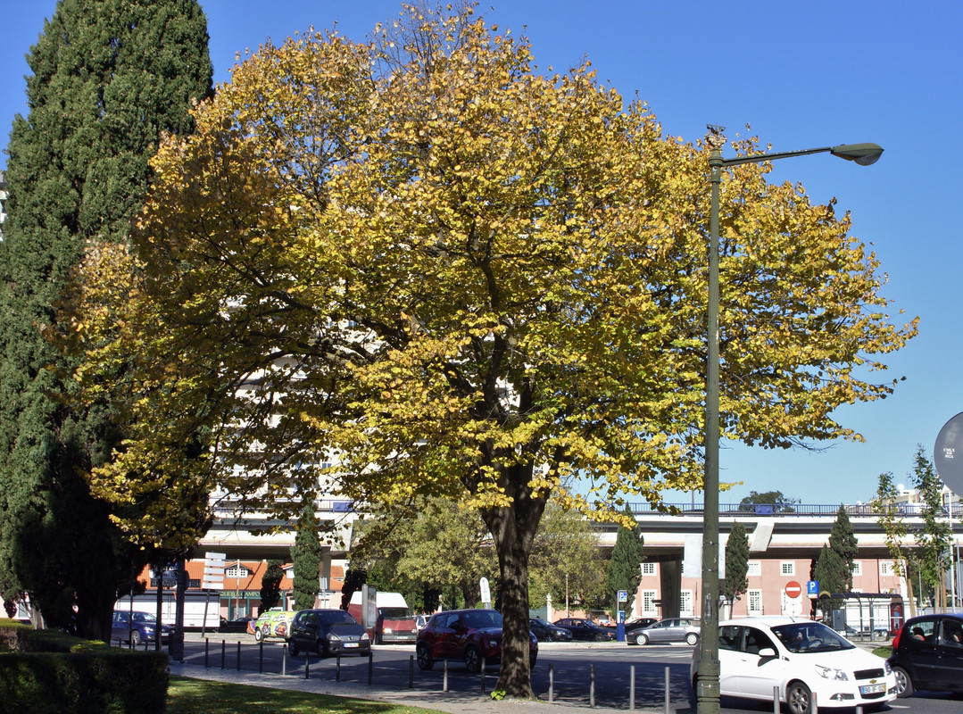 SDC11424.jpg