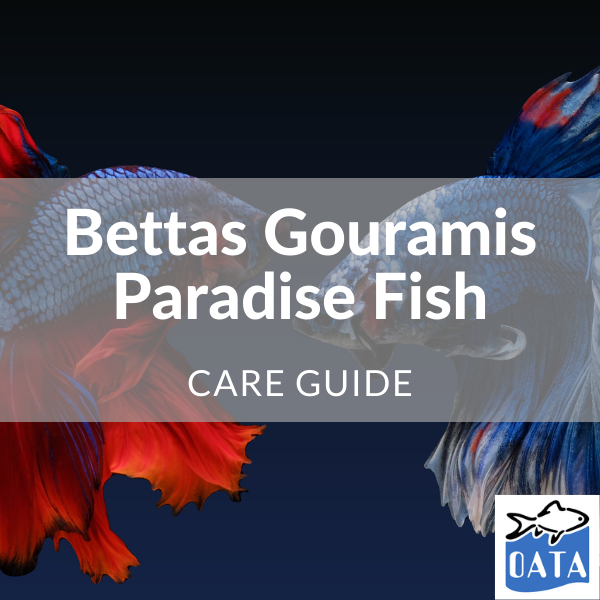 OATA Guide to Bettas...- Lincs Aquatics