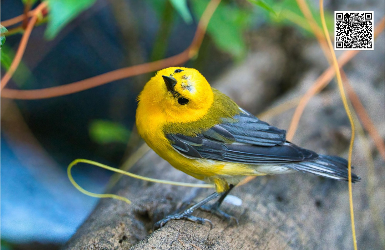 Seasonal Behavior of the MacGillivray's Warbler