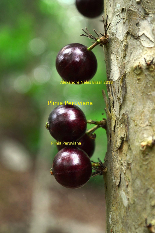 P. peruviana (1)