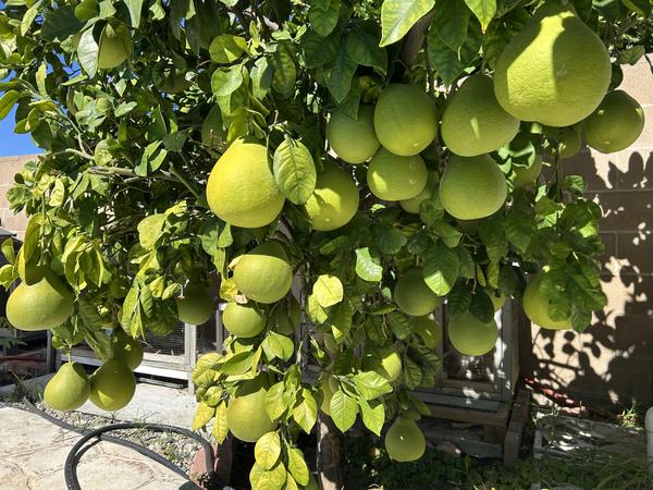 [Image: IMG-1679.jpg]