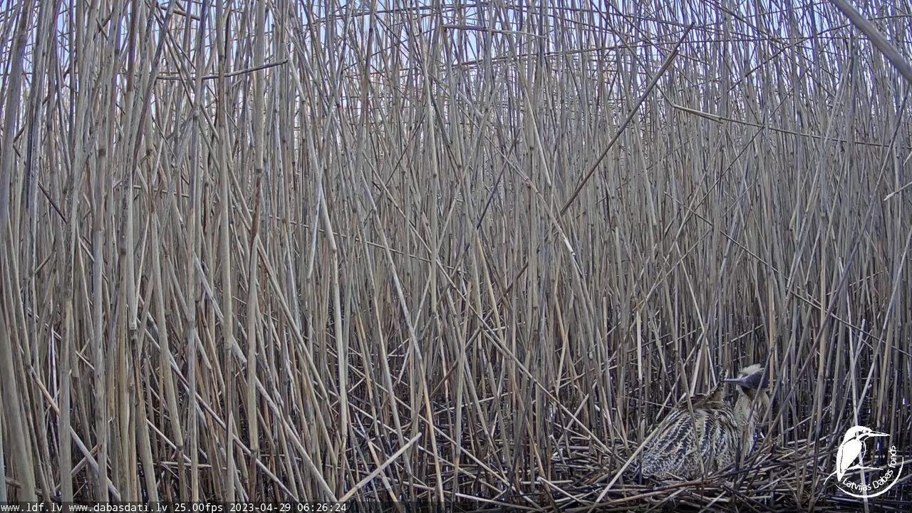 Lielais dumpis (Botaurus stellaris) Engurē - LDF tiešraide 7-24-34 screenshot