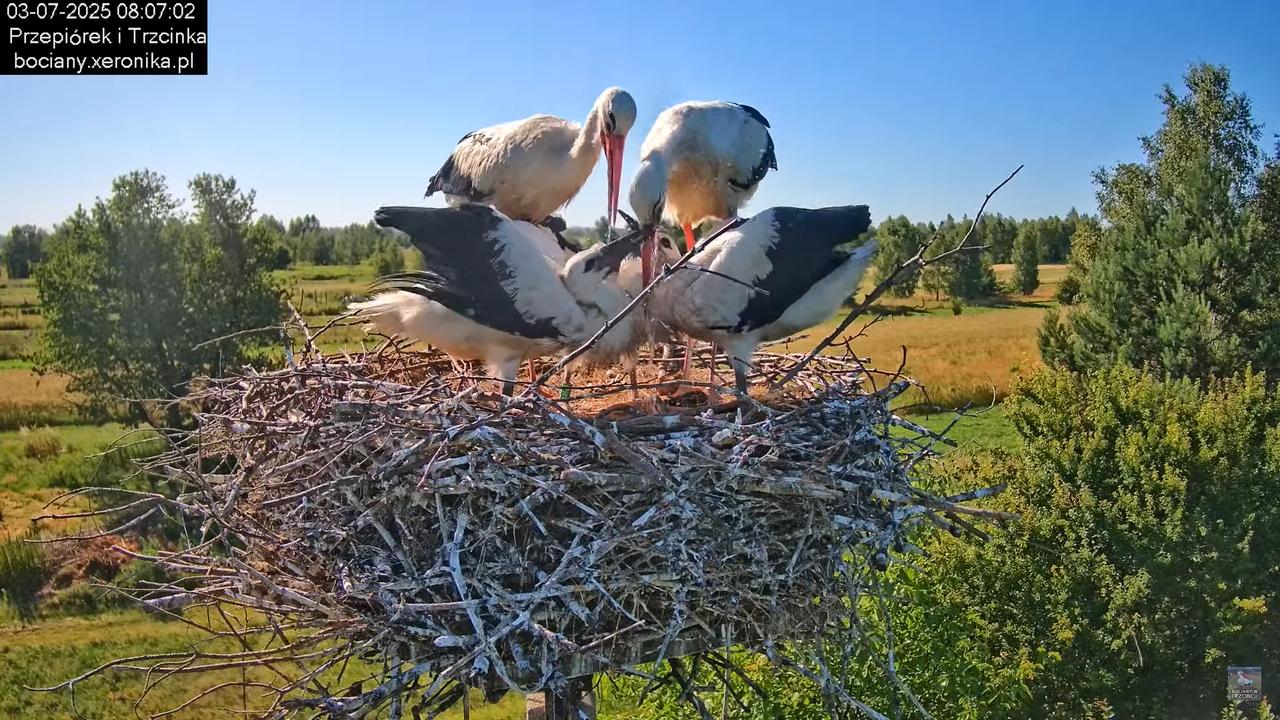 03072025bociany21