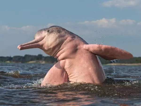 [Image: amazon-river-facts-10462-4-1706258831.webp]