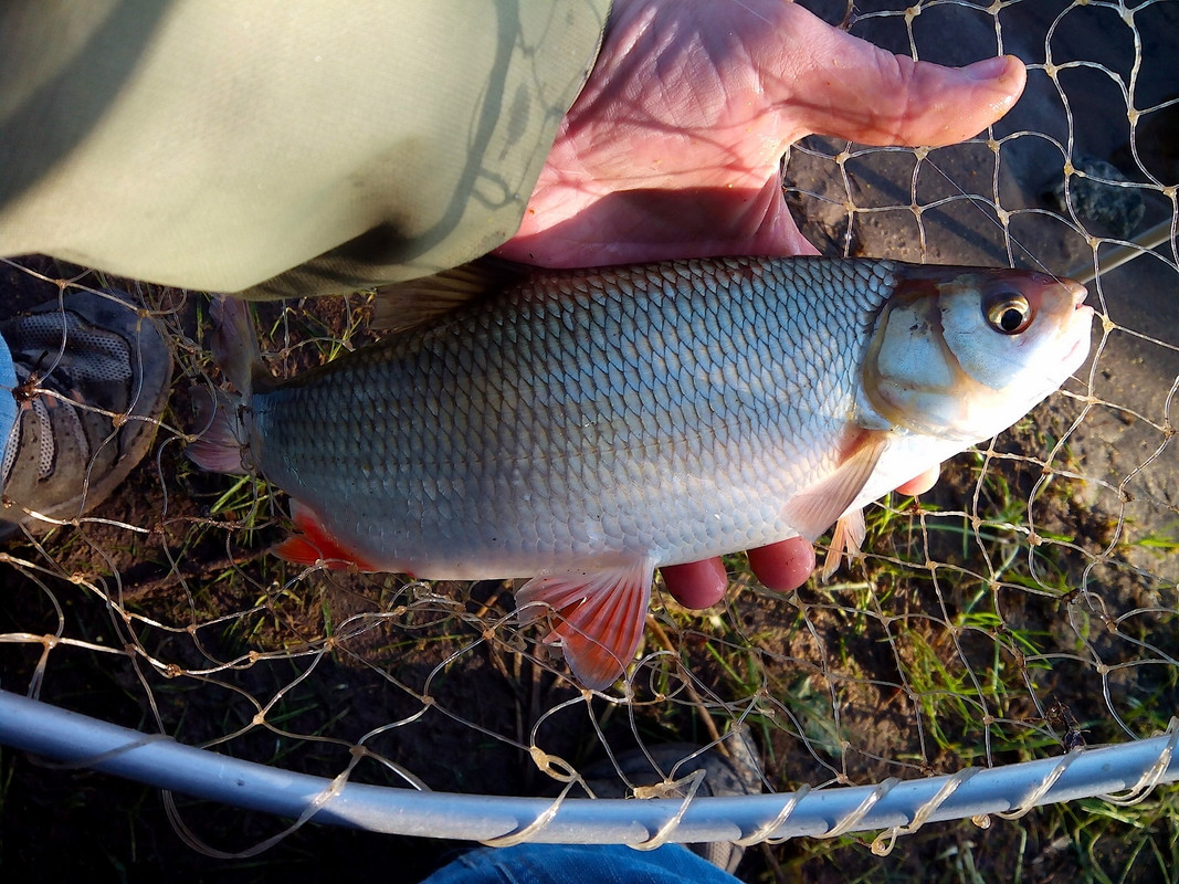 Заостровка 31.05.14 05