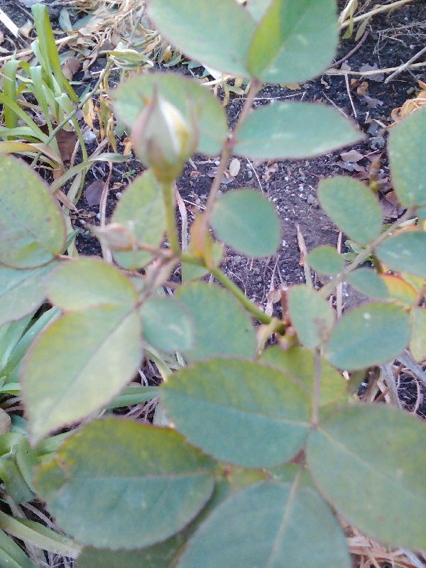 Lenovo_A1000_IMG_20200125_151806