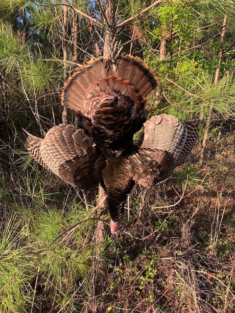 turkey1