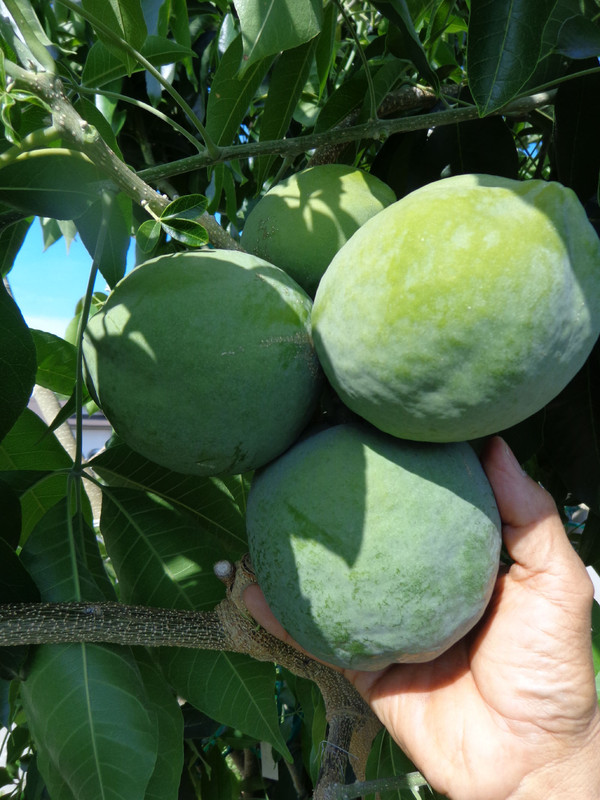 Cuccio_Fruit(7-18-21)1