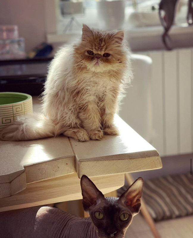 2E8C219D-609D-400E-9ADD-453A7D7C07BF