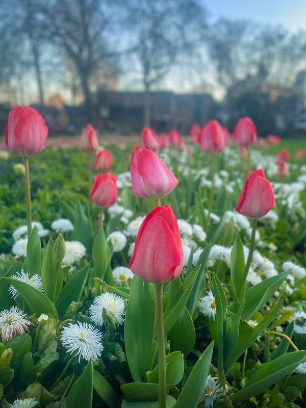 tulips.jpg