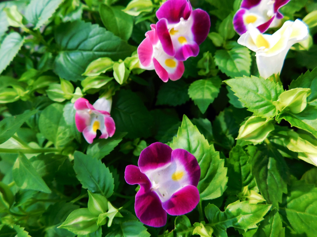 DSCN5682.jpg