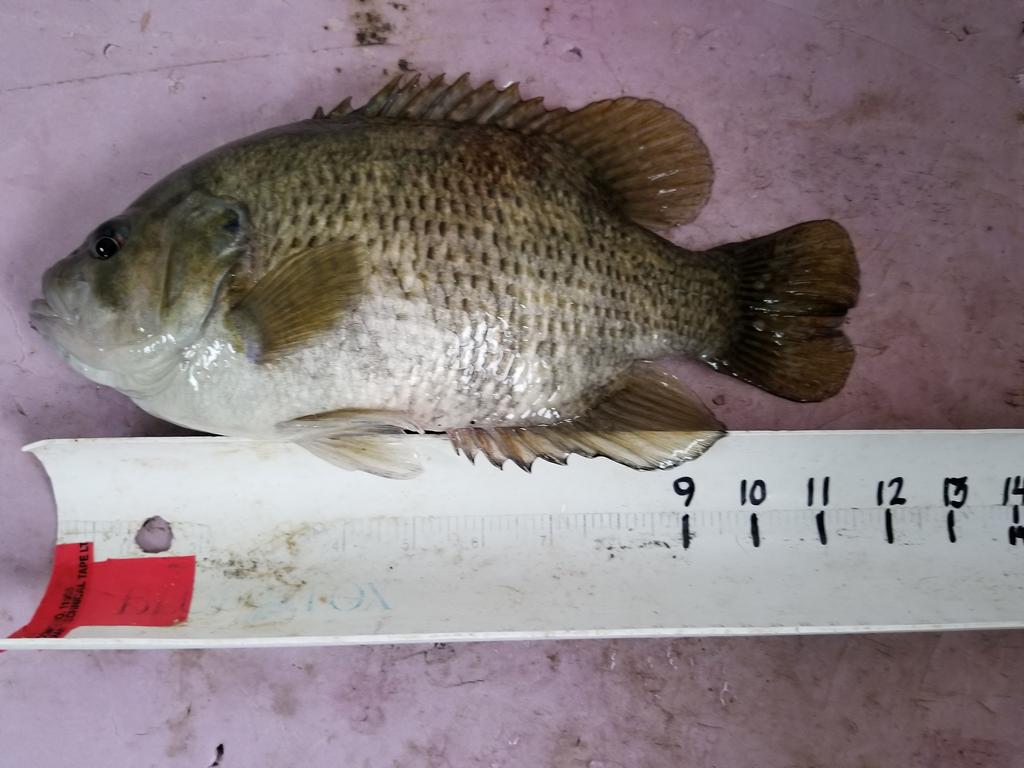 Master angler rock bass Clearance