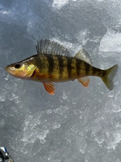 perch3