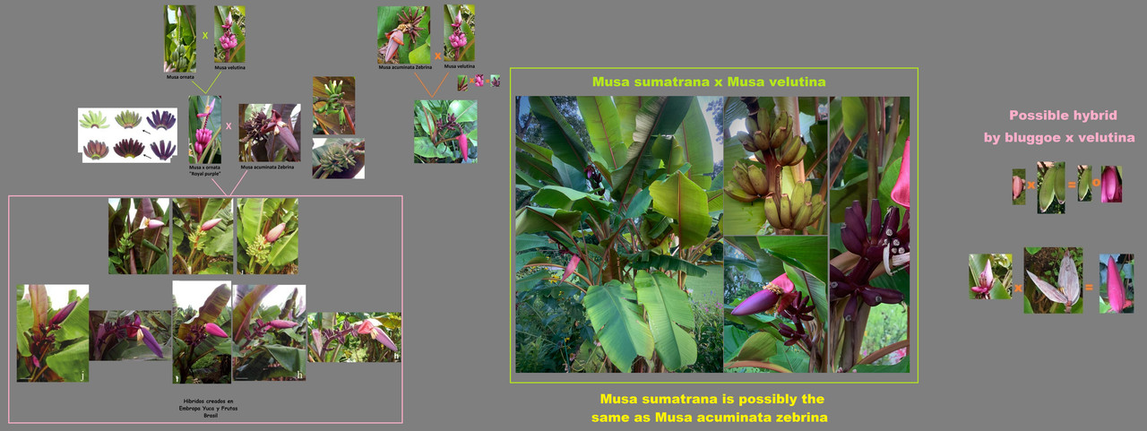 acuminata x velutina