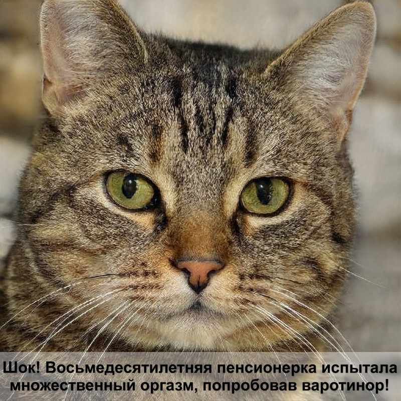 самая дорогая британская кошка