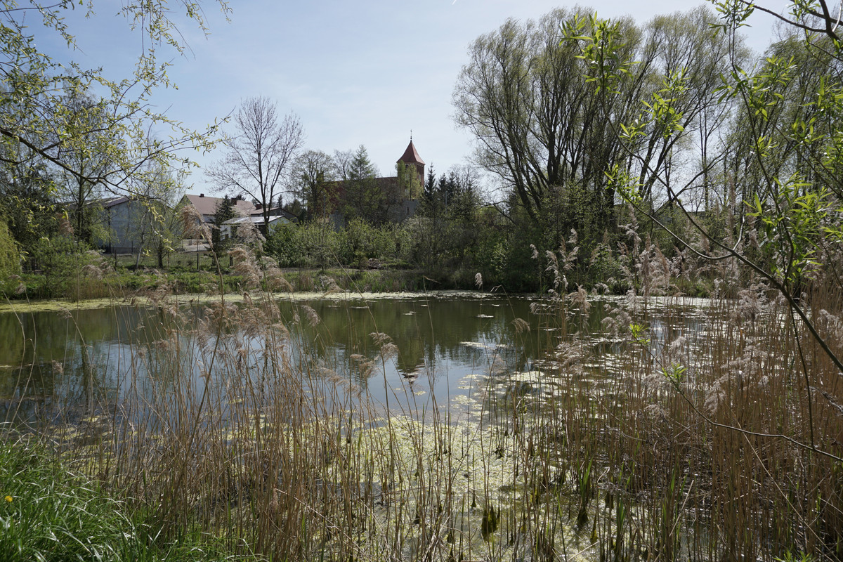 19.41 - DSC07977 (zbychowiec)