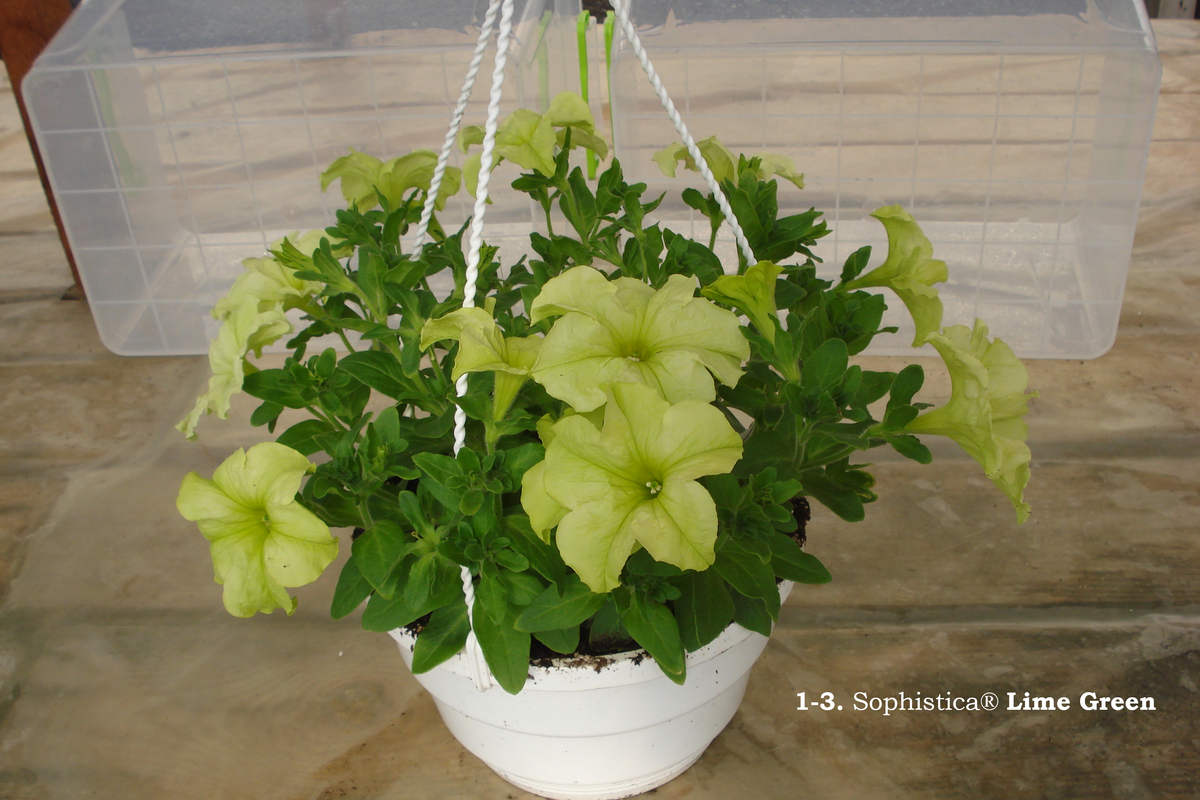 1-3. Sophistica® Lime Green (1)