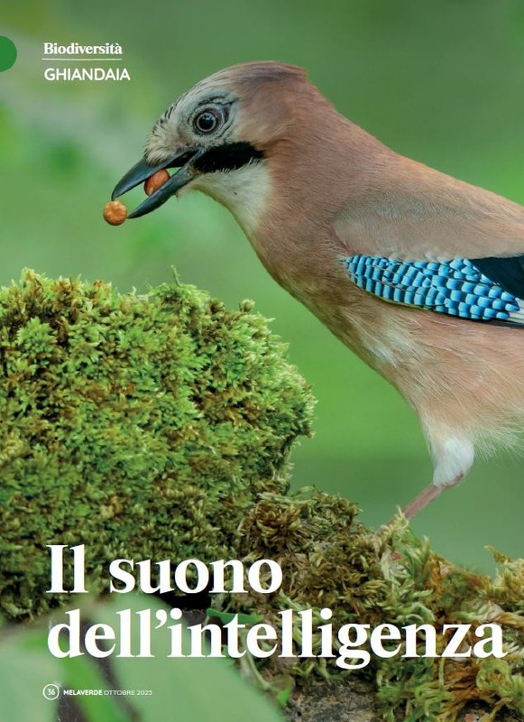 melaverde Ott 2023 (3)