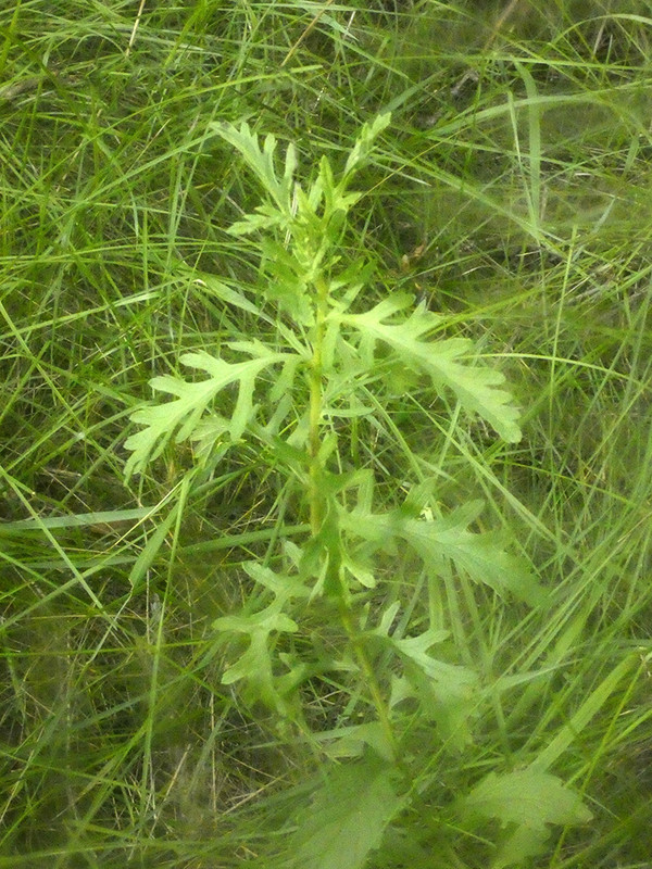 P1050834-0.1... (1024)