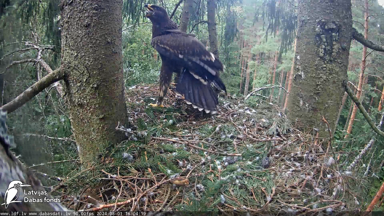 Mazais ērglis (Clanga pomarina), ligzda eglē __ Lesser spotted eagle in spruce, Zemgale, Latvia 17-5