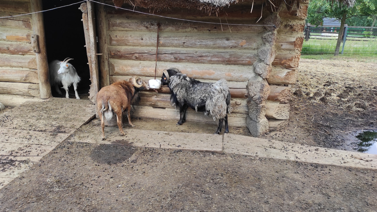 05.20 - IMG_20220617_151800 (Czesio1)